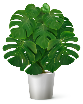 cultivos hidroponía